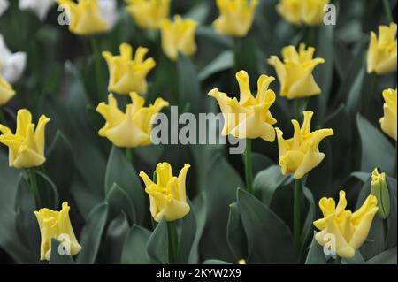 Tulipani Coronet (Tulipa) Corona gialla fiorisce in un giardino nel mese di aprile Foto Stock