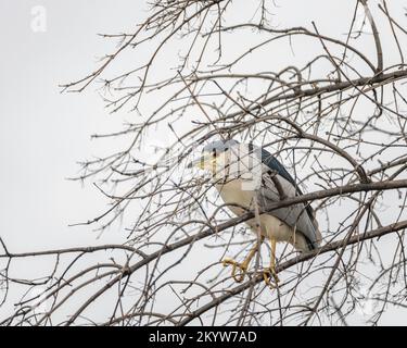 Un airone Nycticorax (Nycticorax nycticorax) con corona nera si trova in cima ad un albero presso la riserva naturale del bacino di Sepulveda a Van Nuys, California. Foto Stock