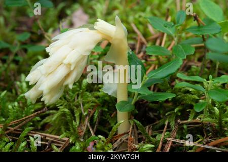 Impianto parassita senza clorofilla Pinesap (False faggi-gocce, Hypopitys monotropa) in una pineta in Bielorussia, Europa Foto Stock