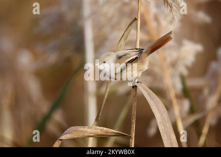 Donna Bearded reedling weibliche Bartmeise Foto Stock