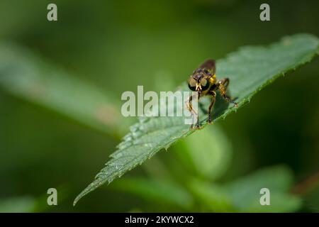 Primo piano di un eutolmus rufibarbis, mosca rober, riposante sulla vegetazione in una foresta Foto Stock