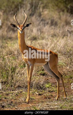 Il gerenuk maschio è in piedi in sole guardando la macchina fotografica Foto Stock