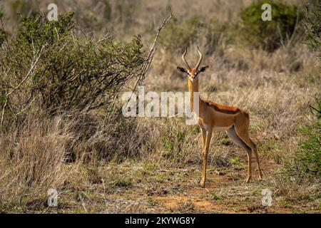 Il gerenuk maschio si trova vicino alla telecamera di osservazione del cespuglio Foto Stock