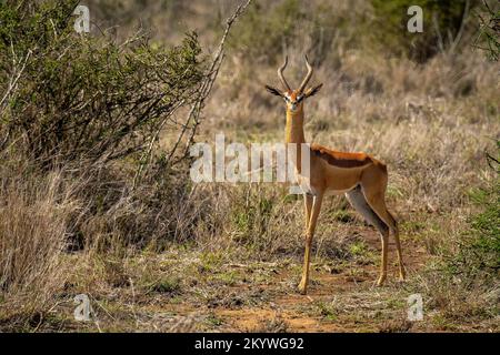 Il gerenuk maschio si trova vicino alla macchina fotografica di osservazione del cespuglio Foto Stock