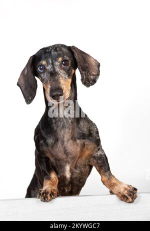 Ritratto di un vecchio cane paurito dai capelli grigi, con occhi di colori diversi, che sbircia da dietro una partizione isolata su un dorso bianco Foto Stock