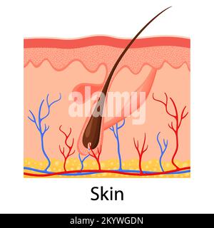 Pelle umana. Epidermide stratificata con follicolo pilifero, sudore e ghiandole sebacee. Anatomia della pelle sana illustrazione del vettore medico. Derma ed epidermide s Illustrazione Vettoriale