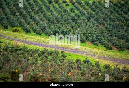 File di piccoli alberi di Natale o di pini Foto Stock