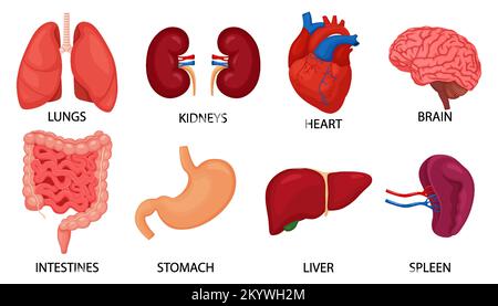 Set di organi interni umani. Cervello, cuore, polmoni, stomaco, intestino, reni, fegato, milza isolati su sfondo bianco, illustrazione vettoriale piatta Illustrazione Vettoriale