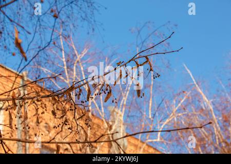 Linden si dirama contro un cielo blu chiaro in città. Rami con foglie asciutte. L'inverno sta arrivando. Natura morta. Foto Stock