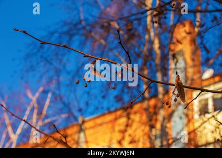 Linden si dirama contro un cielo blu chiaro in città. Rami con foglie asciutte. L'inverno sta arrivando. Natura morta. Foto Stock