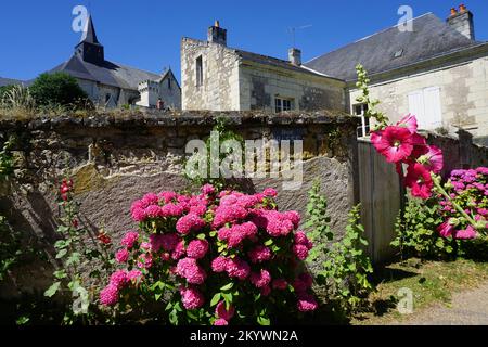 Vista del vecchio villaggio di pietra di San Martino de Candes nella valle della Loira, Francia con l'ortensia rosa in fiore Foto Stock