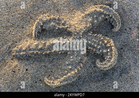 Stelle marine gettate in spiaggia dopo una tempesta Foto Stock