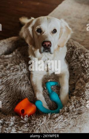 Cream Golden Retriever giocando con i giocattoli su un lettino per cani all'interno Foto Stock
