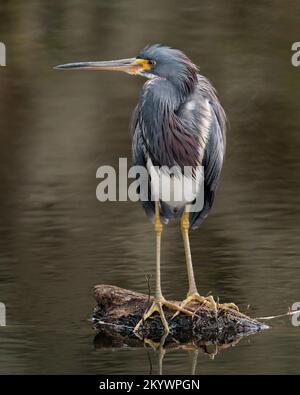 Un airone tricolore arroccato in un'area wetland Foto Stock