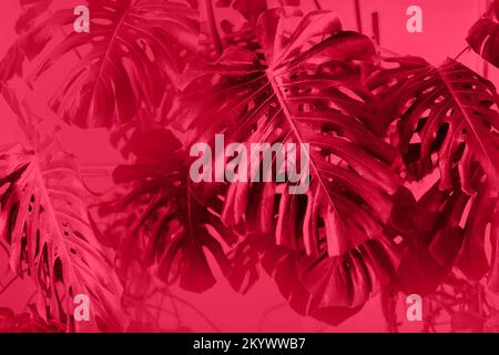 Giungla tropicale foglie sfondo, Monstera Deliciosa foglia su muro con neon verde, natura floreale foresta pianta modello concetto sfondo, orizzontale Foto Stock