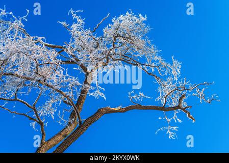 rami di albero coperti di ghiaccio contro il cielo azzurro chiaro. clima invernale gelido Foto Stock