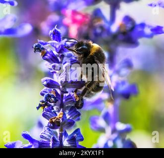 Macro di un bumblebee settentrionale dalla coda bianca su un fiore di salvia viola Foto Stock