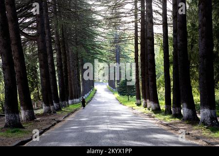 Donna locale che cammina nel vecchio viale alberato che conduce al Sanatorium Imereti, ex complesso termale di lusso sovietico vicino alla città di Kutaisi, Tskaltubo, Georgia Foto Stock