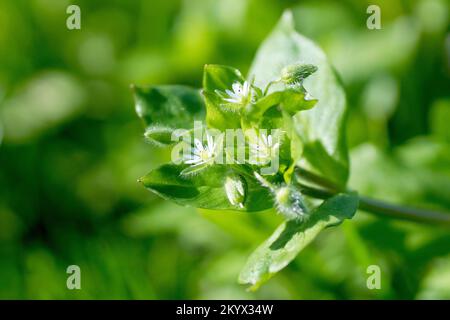 Erba di pollo comune (stellaria media), primo piano che mostra i fiori bianchi e le foglie della pianta erbosa a bassa crescita molto comune. Foto Stock