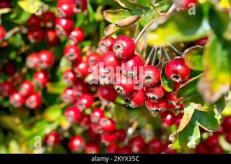 Biancospino, Whitethorn o albero di maggio (crataegus monogyna), primo piano delle bacche o delle zampe rosse luminose prodotte dall'albero in autunno. Foto Stock