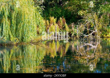 I rami affoganti di un salice piangente (salix babylonica) e un albero morto si riflettono nelle acque calme di Keptie Pond ad Arbroath, Angus, Scozia. Foto Stock