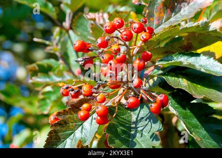 White Beam o Whitebeam (sorbus aria agg.), primo piano di un gruppo di bacche rosse che l'albero produce in abbondanza in autunno. Foto Stock