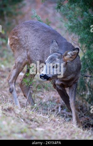 Capriolo giovane (Capreolus capreolus) sniffando ad un piccolo pino Foto Stock