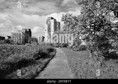 Sentiero attraverso la riserva naturale Woodberry Wetlands, North London, Regno Unito, con nuovi blocchi di appartamenti sullo sfondo Foto Stock