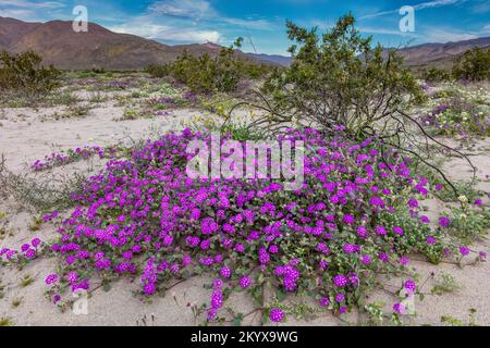 Deserto di sabbia Verbena, Abronia villosa & creosoto Bush, Anza Borrego SP - California Foto Stock