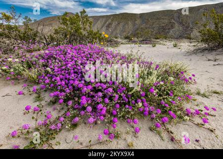 Super Bloom, Desert Sand Verbena, Anza Borrego State Park, California Foto Stock