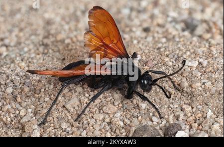 Un falco di tarantola è una vespa ragno (Pompilidae) che predica sulle tarantole. I falchi della tarantola appartengono a una qualsiasi delle molte specie dei generi Pepsi Foto Stock