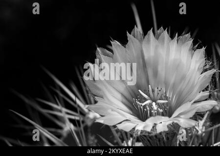 Fiore di una stella cactus (Astrophytum ornatum) in bianco e nero tra luci e ombre nel giardino Foto Stock