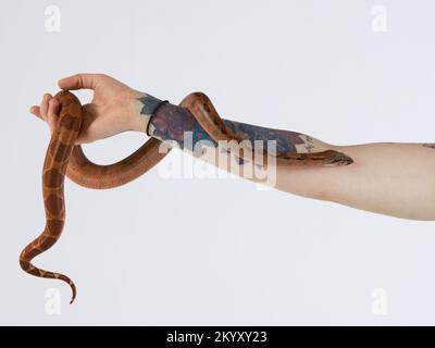Arrampicata serpente Foto Stock