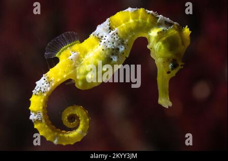 Esemplare di cavalluccio marino longsnout (Hippocampus reidi) noto anche come cavalluccio marino snello nuotare sott'acqua Foto Stock