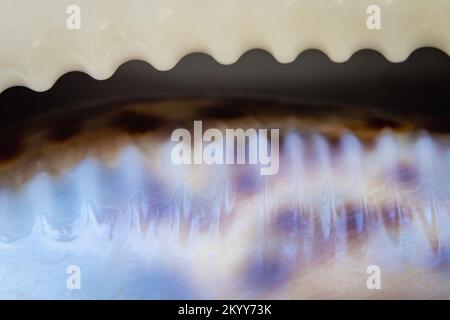 Un Macro Shot di bordo di Tiger Conch Shell Foto Stock