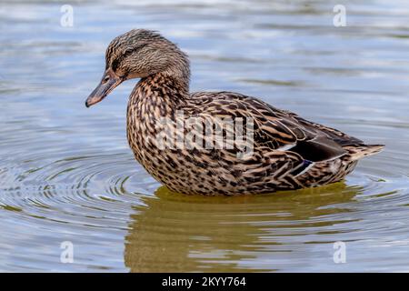 Una femmina Mallard su un lago Foto Stock