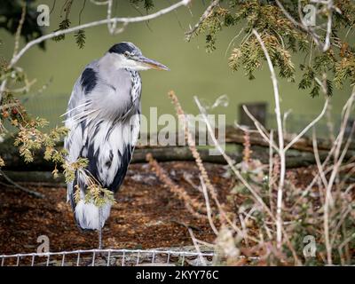 Un airone grigio in piedi su una gamba Foto Stock