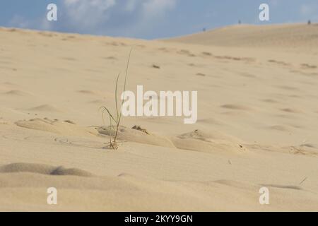 Particolare di un filo di erba su duna di sabbia, Dune du Pilat, Arcachon, Nouvelle-Aquitaine, Francia Foto Stock