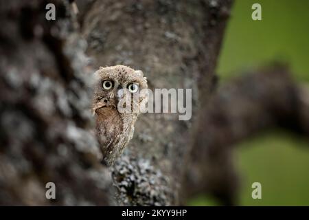 Gufo comune di Scops, Otus scops, gufo piccolo nell'habitat naturale, seduto sul ramo di albero verde, foresta sullo sfondo, Bulgaria. Scena faunistica f Foto Stock