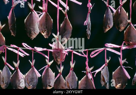 Pesci appesi ad asciugare ad Aberdeen, Hong Kong Foto Stock