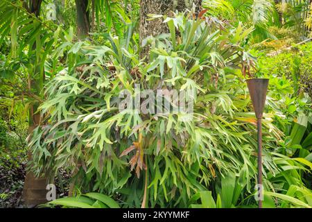 Una felce gigante di staghorn (platycerium sp.) crescere su un albero in un giardino botanico Foto Stock