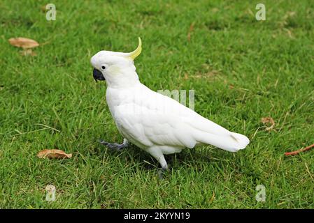 Cockatoo Walking solforato - Australia Foto Stock