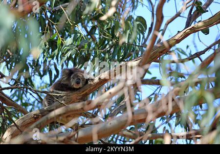 Koala nascosto nell'albero dell'eucalipto - Australia Foto Stock