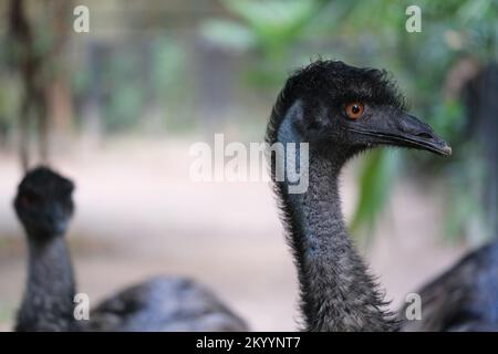 Chiudere la superficie laterale della testa dell'EMU. Foto Stock