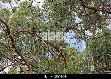 Koala selvatico nella foresta di eucalipti - Australia Foto Stock