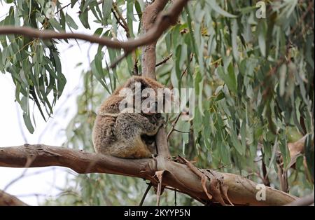 Koala dorme sul ramo - Australia Foto Stock