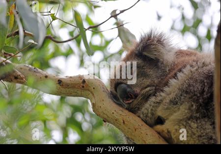 Koala dormiente sul ramo - Australia Foto Stock