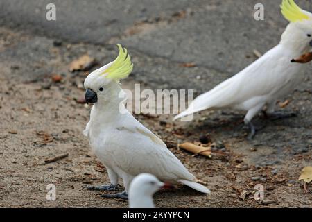 Cockatoo solfatato - Australia Foto Stock