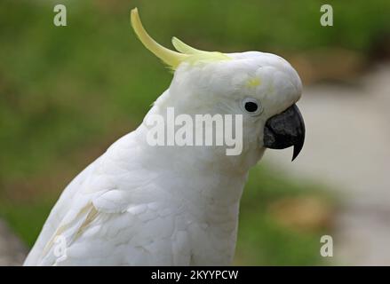 Primo piano di Cockatoo - Australia Foto Stock