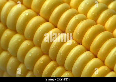 macro di chicchi di mais giallo fresco con gocce d'acqua. Primo piano estremo di fondo di mais maturo Foto Stock